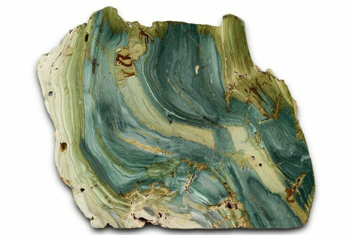Free-Standing, Gary Green Jasper (Larsonite) Bog Wood - Oregon #334803